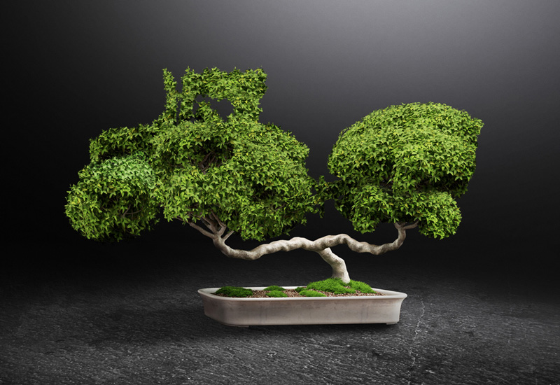 Kubota – bonsai