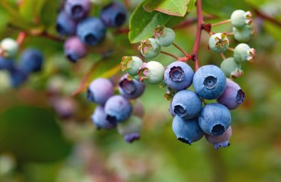 Blue huckleberry bush (Vaccinium corymbosum ) with ripening berr