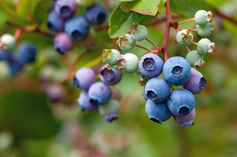 Blue huckleberry bush (Vaccinium corymbosum ) with ripening berr