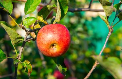 Jabłko dojrzewające w sadzie