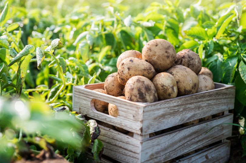 Fresh potatoes in a wooden box in a field. Harvesting organic po