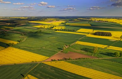 Aktualne ceny rzepaku. Sierpień 2022