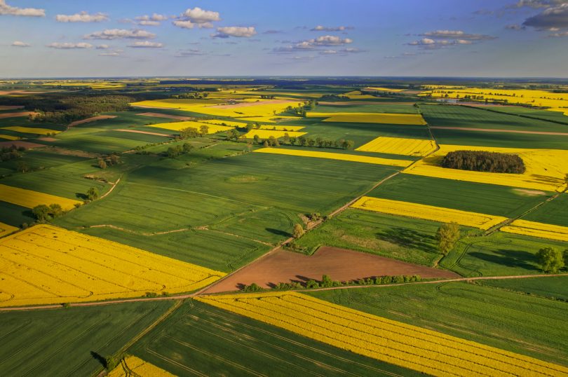 Aktualne ceny rzepaku. Sierpień 2022