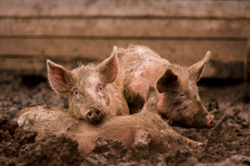African swine fever virus, ASFV. Two pigs in the mud next to a sick pig