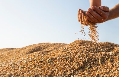 Aktualne ceny zbóż