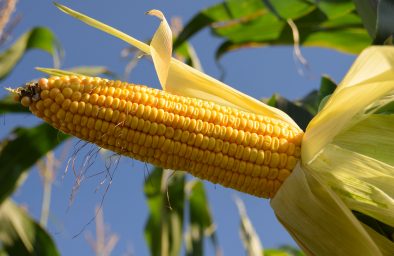 Cło na ukraińską kukurydzę