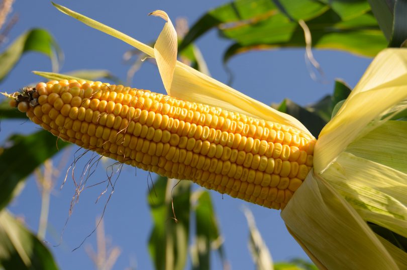 Cło na ukraińską kukurydzę